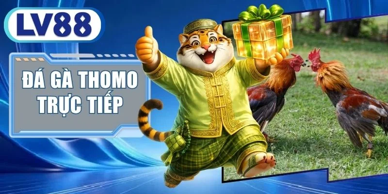 Đá Gà Thomo Trực Tiếp - Tâm Điểm Các Trận Chiến Bạc Tỷ