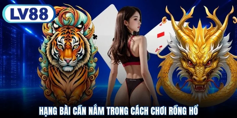 Hạng bài cần nắm trong cách chơi Rồng Hổ